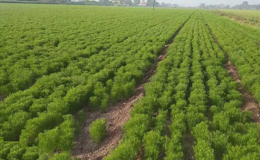 જીરું ફોટો 3